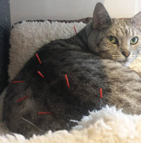 Cat having acupuncture